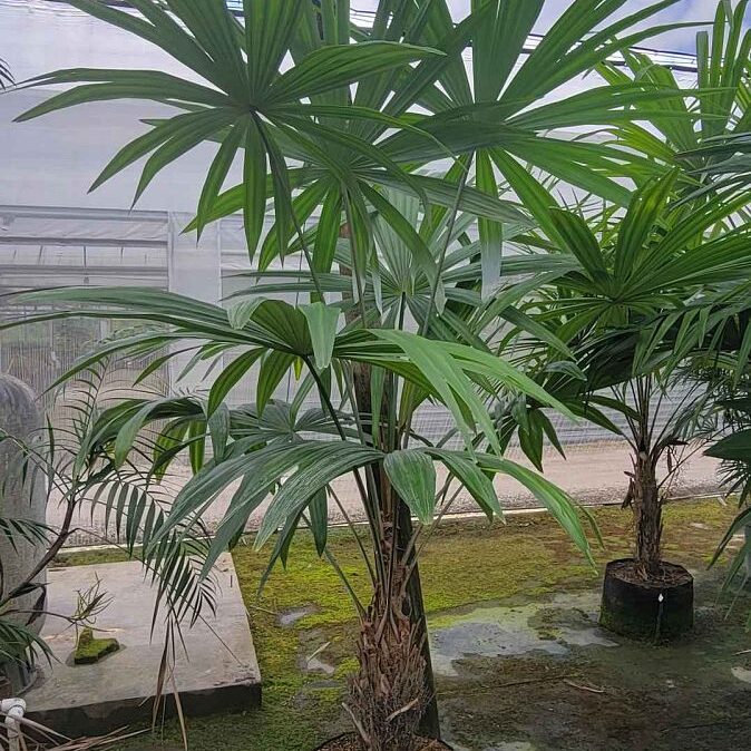 Cryosophila stauracantha Rootspine Palm