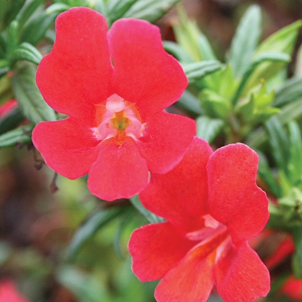 South Florida Butterfly Gardens Curious™ Red Monkey Flower