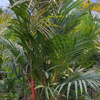 Cyrtostachys renda Lipstick Palm