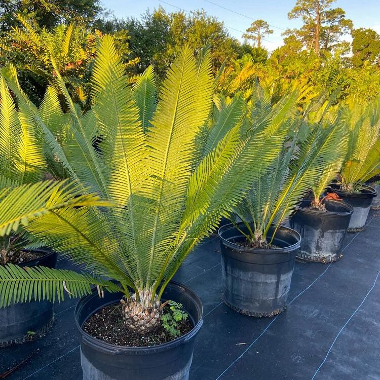 Dioon edule Mexican Fern Palm, Cycad