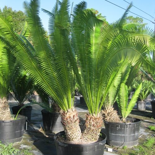 Dioon spinulosum Mexican Cycad