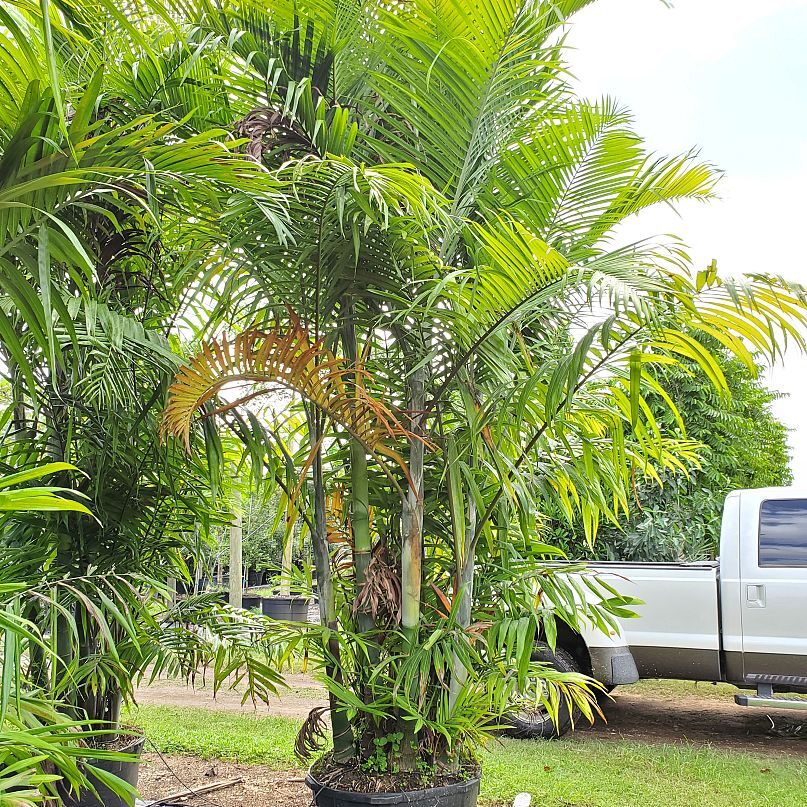 Dypsis cabadae Cabada Palm