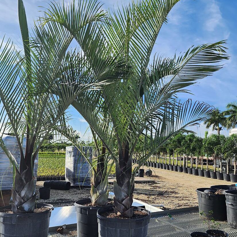 Dypsis decaryi Triangle Palm