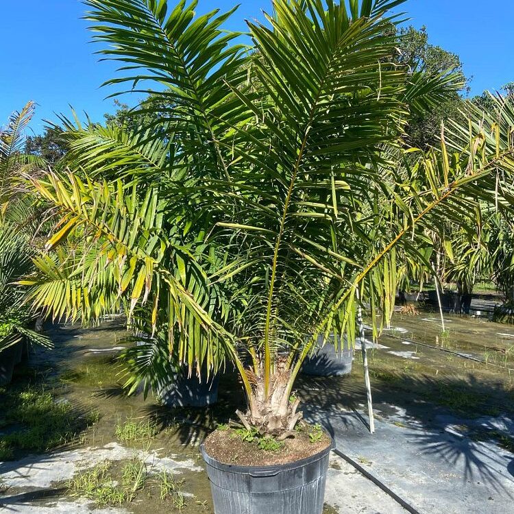 Elaeis guineensis African Oil Palm