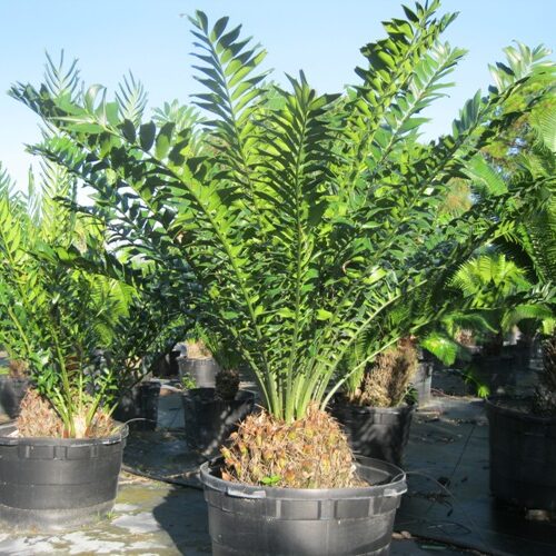 Encephalartos ferox 25g