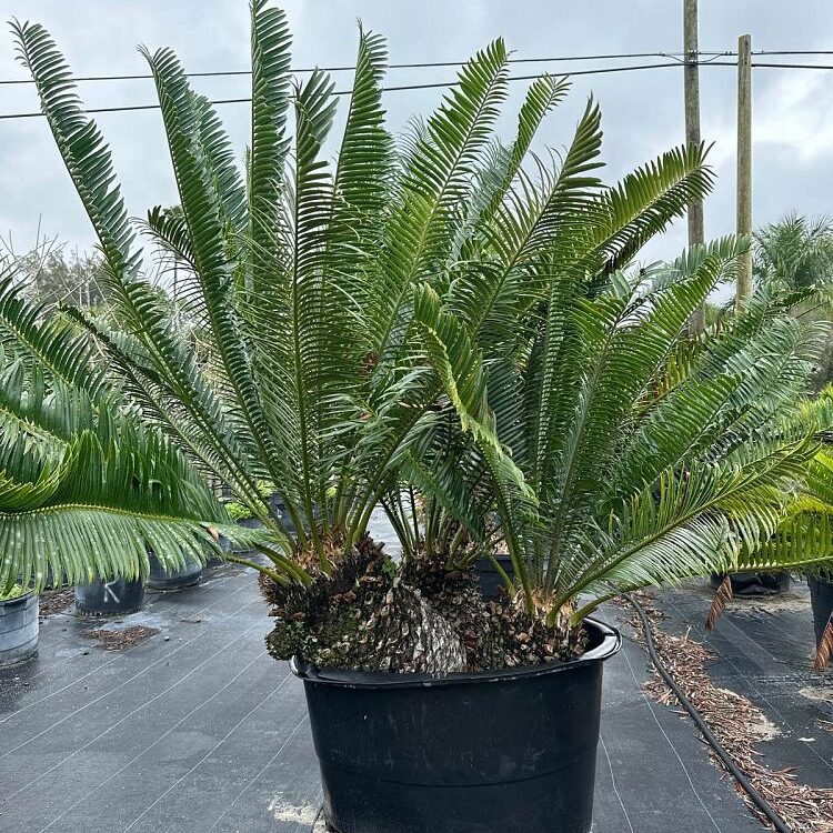 Encephalartos manikensis Palm