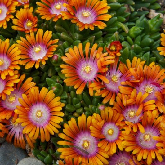 South Florida Butterfly Gardens Fire Spinner® Ice Plant