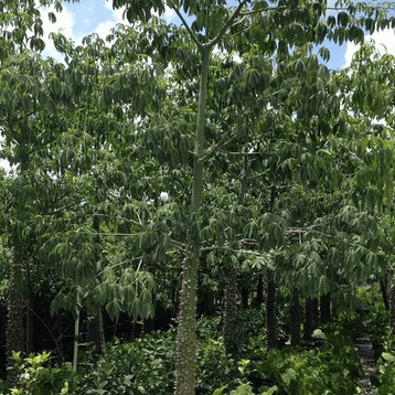 Floss-Silk-Tree