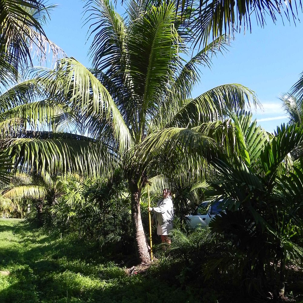 Green Malayan Coconut Palm Tree