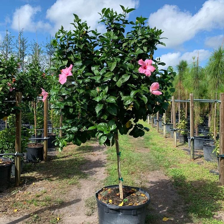 Hibiscus rosa-sinensis 'Seminole Pink'