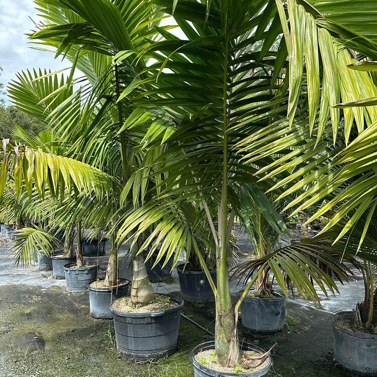 Kentiopsis oliviformis Palm