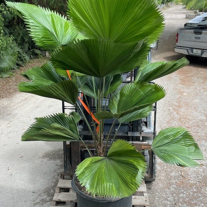 Licuala grandis Vanuatu Fan Palm