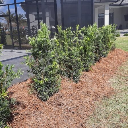 Podocarpus Maki 15 gallon price 1