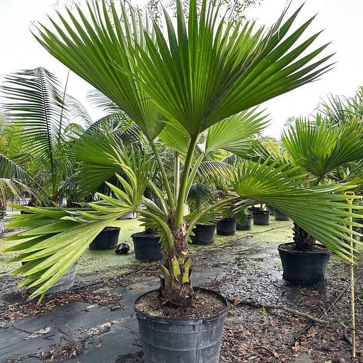 Pritchardia hillebrandii Palm