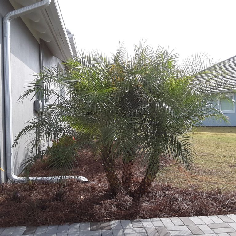 Pygmy Date Palm Robellini 5-6 ft. Cost