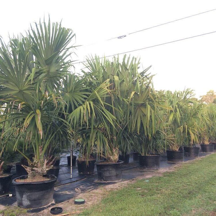 Sabal mauritiiformis Savannah Palm