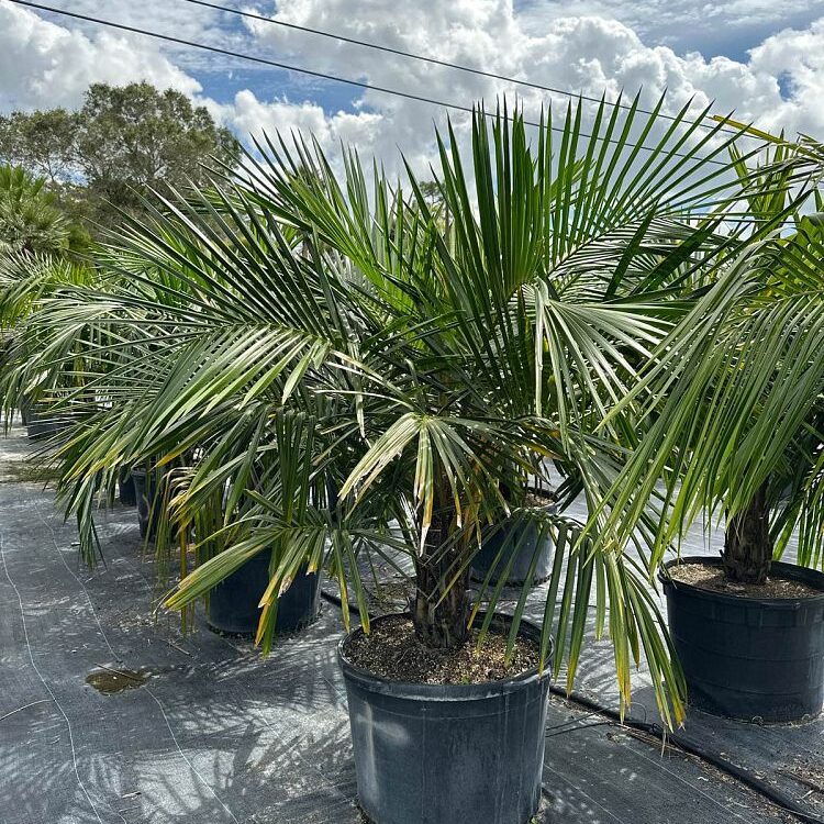 Syagrus schizophylla Arikury Parrot Palm