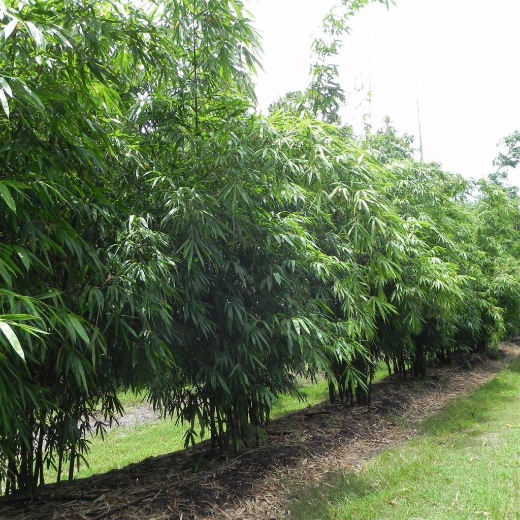 Timor Black Bamboo 2