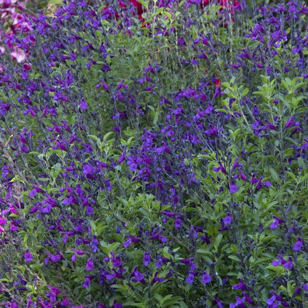 South Florida Butterfly Gardens VIBE® Ignition Purple Salvia