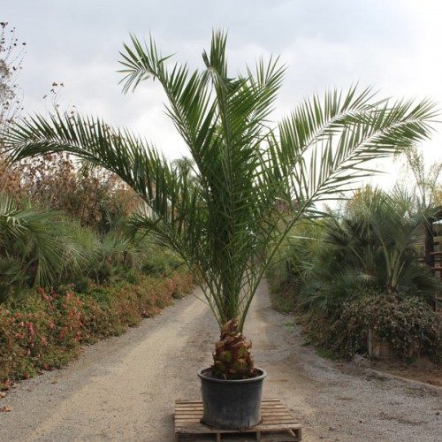 How much does it cost to install palm trees? Naples Garden
